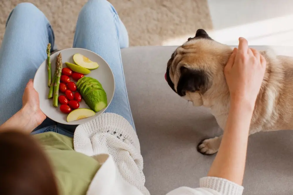 Benefici della fermentazione per i cani