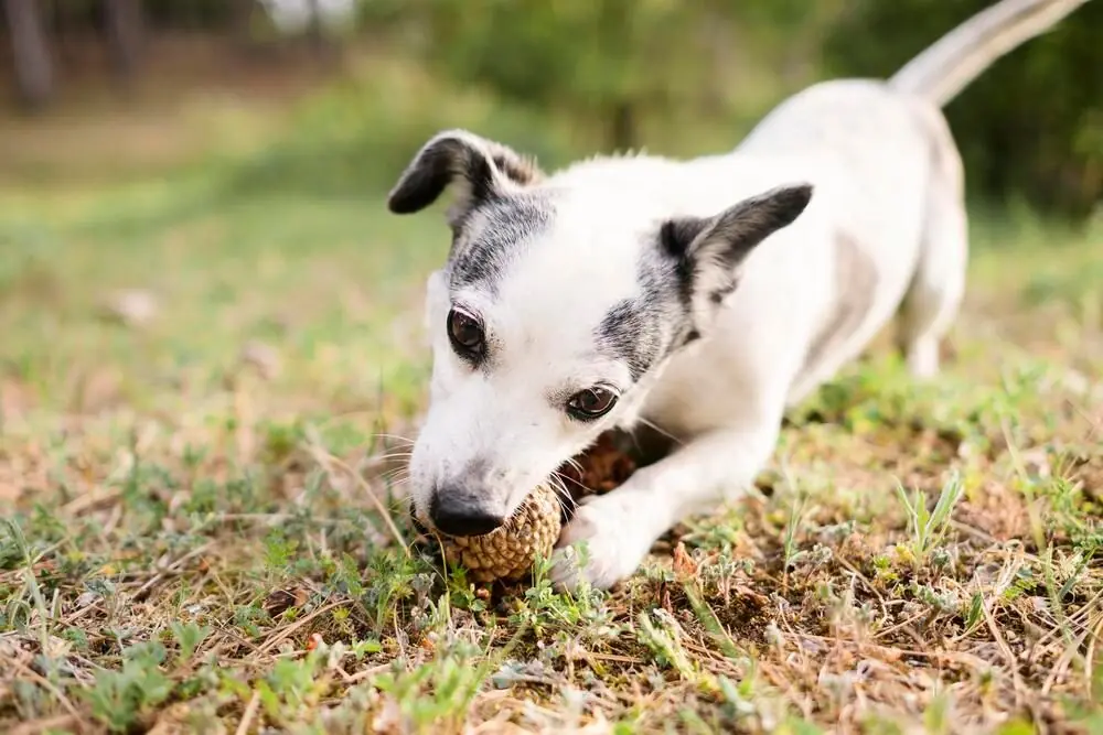 Guía sobre el cachorro de Whippet: socialización, cuidados y alimentación