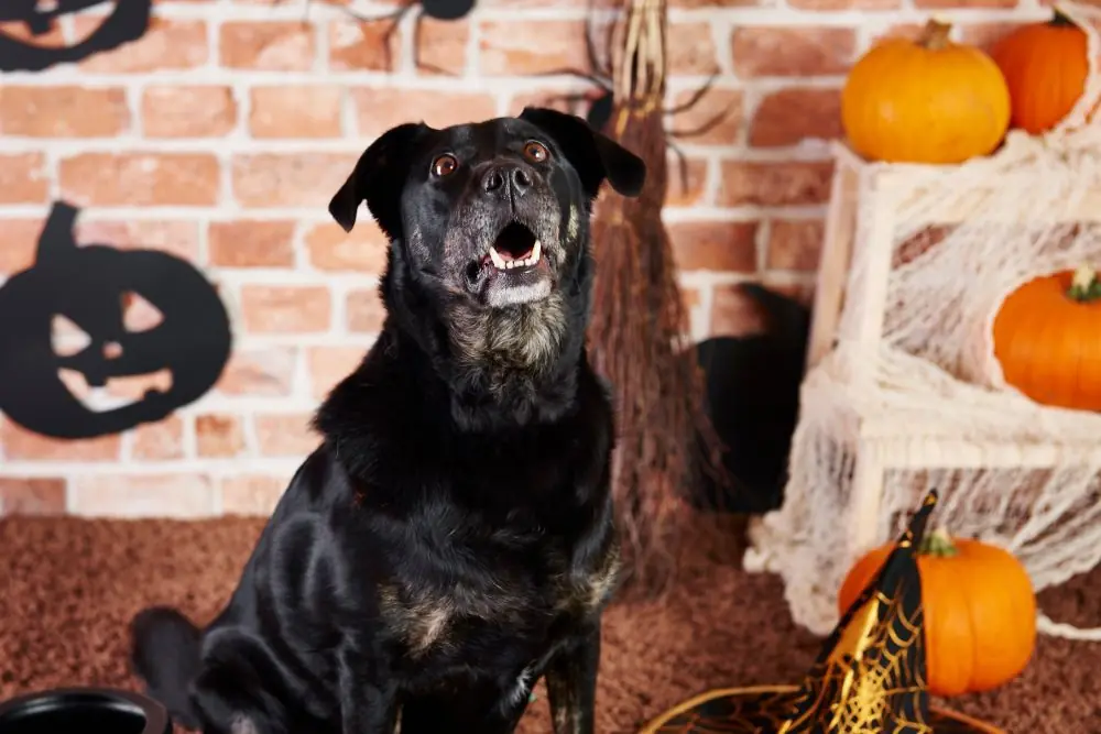 Mejores recetas naturales para perros inspiradas en Halloween