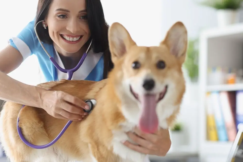 Alimentos naturales para mejorar la salud del hígado de tu perro 