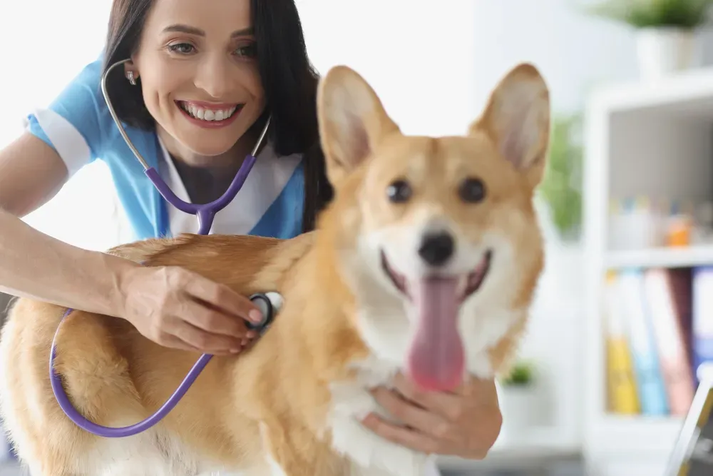 Alimenti naturali per migliorare la salute del fegato del tuo cane