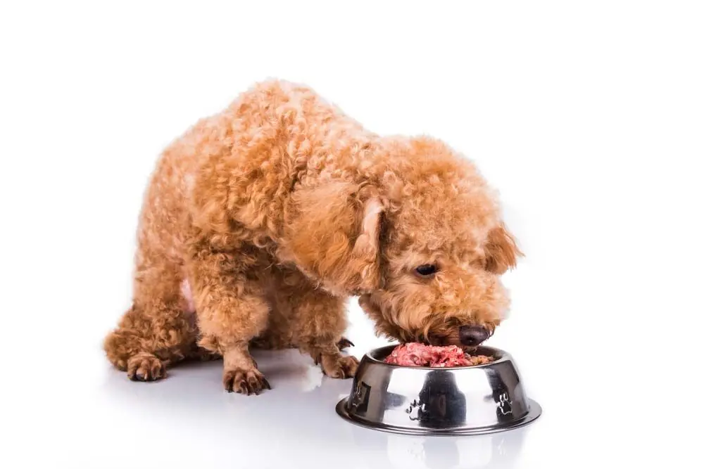 Bienfaits de l'alimentation naturelle pour Caniche Toy
