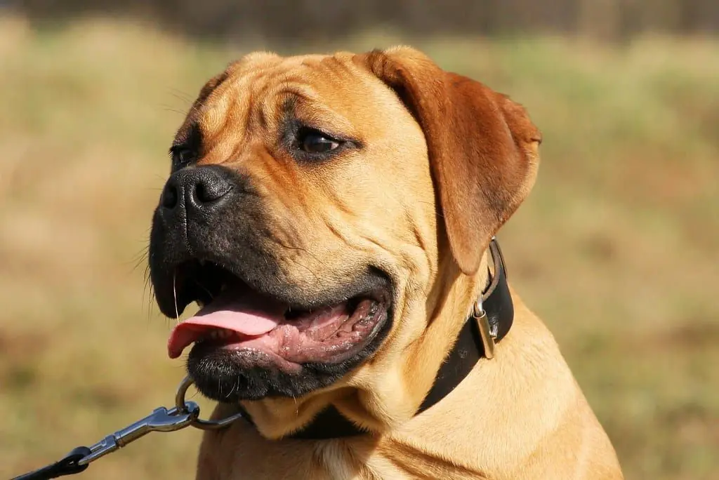 Malattie più comuni del Bullmastiff: tutto sulla sua salute