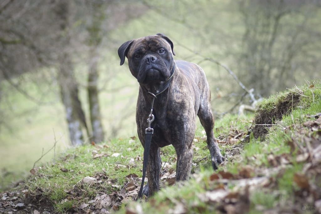 Informazioni curiose sul Bullmastiff