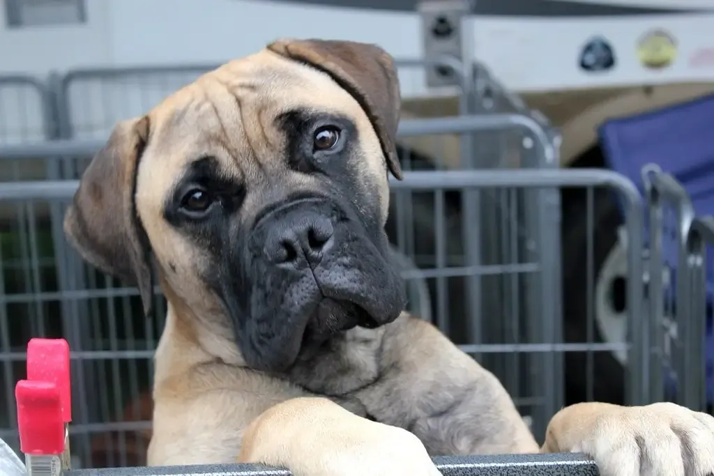 Curiosità sul Bullmastiff
