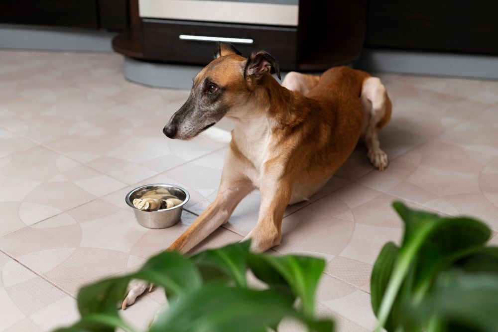 Consigli alimentari per il Whippet