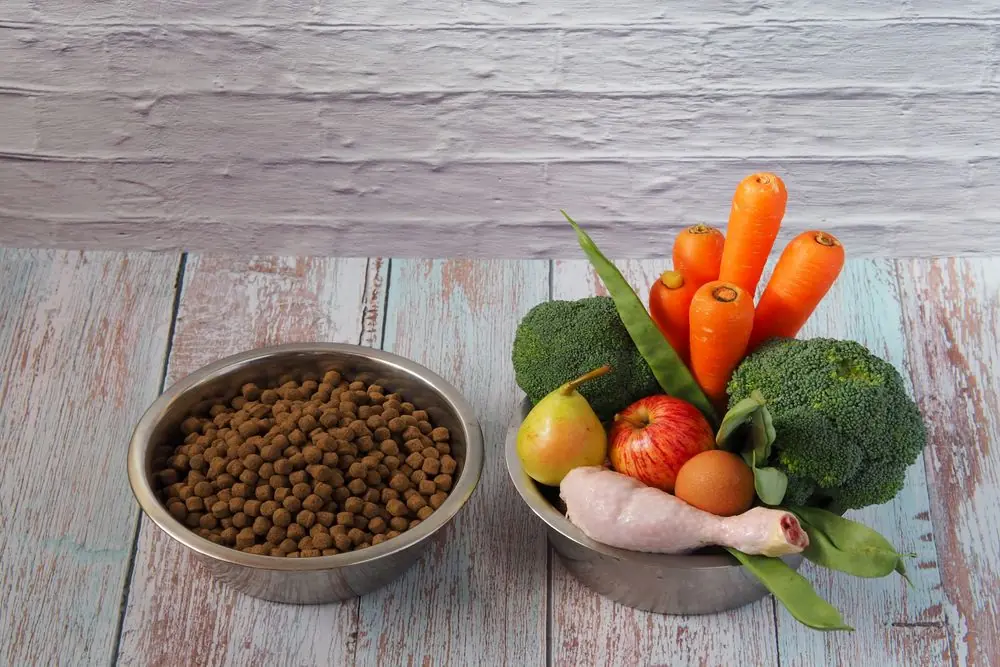 Importanza degli ingredienti sostenibili per cani