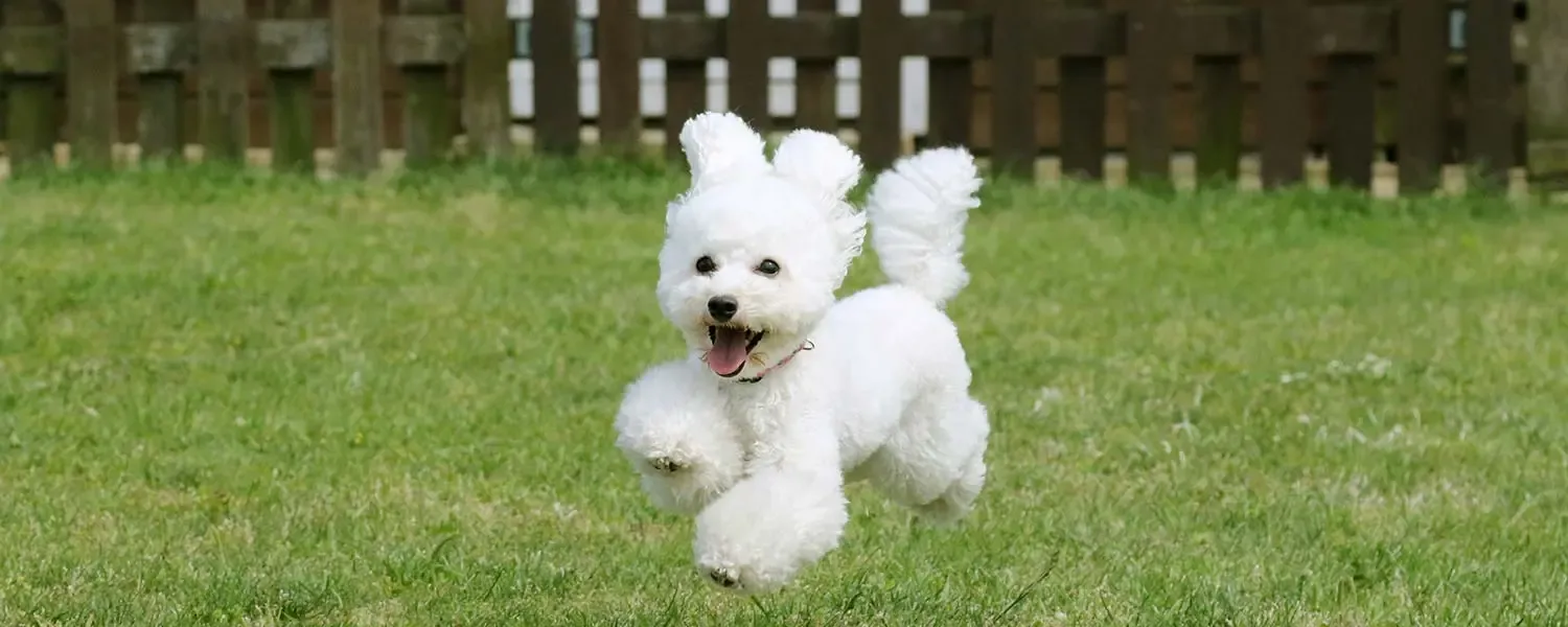 Meilleure alimentation pour le Caniche toy