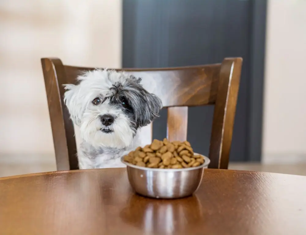 Pourquoi croquettes chien ne sont elles pas la meilleure option