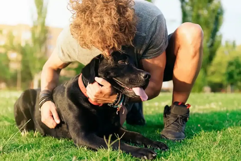 Impatto dell'alimentazione naturale sul comportamento del tuo cane