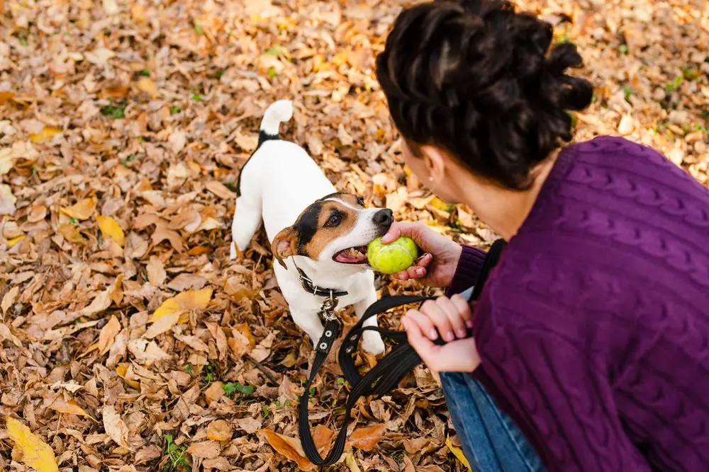 Exercice du chien en été