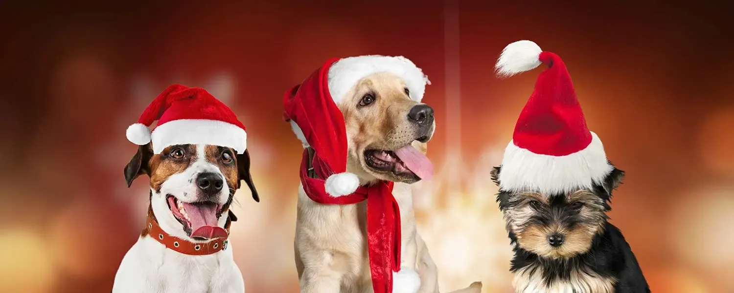 Alimenti che non dobbiamo dare al nostro cane a Natale