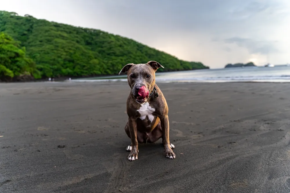 Cibi da evitare per l'American Staffordshire