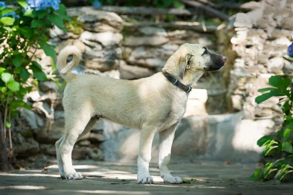 Nourriture humide pour chiens