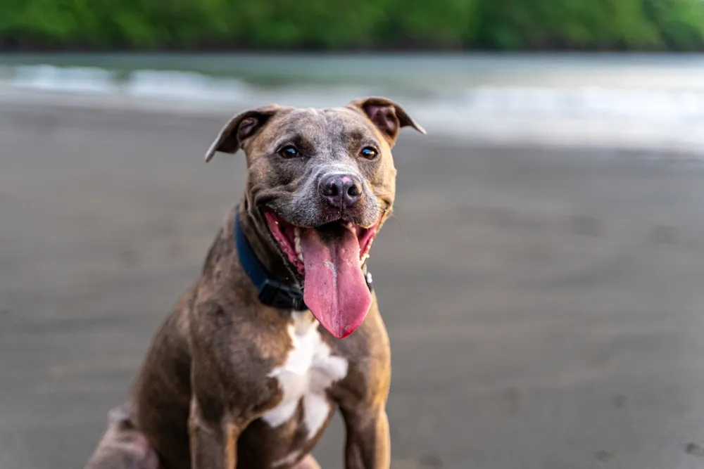La meilleure alimentation pour l'American Stanford