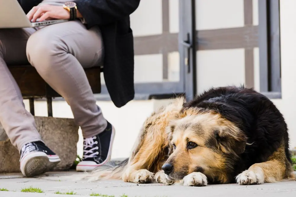 Cane con segni di crisi epilettiche
