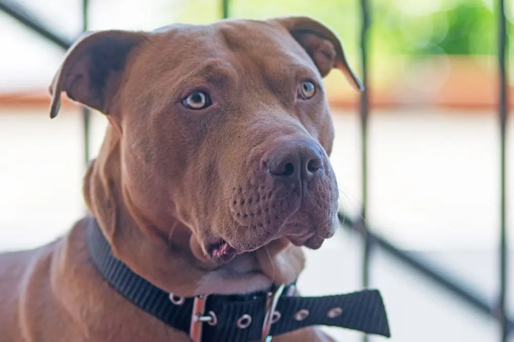 Bienfaits de la nourriture naturelle pour le Pit Bull Terrier américain