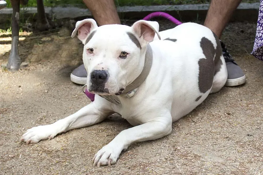 Nutrition adaptée pour l'American Staffordshire Terrier