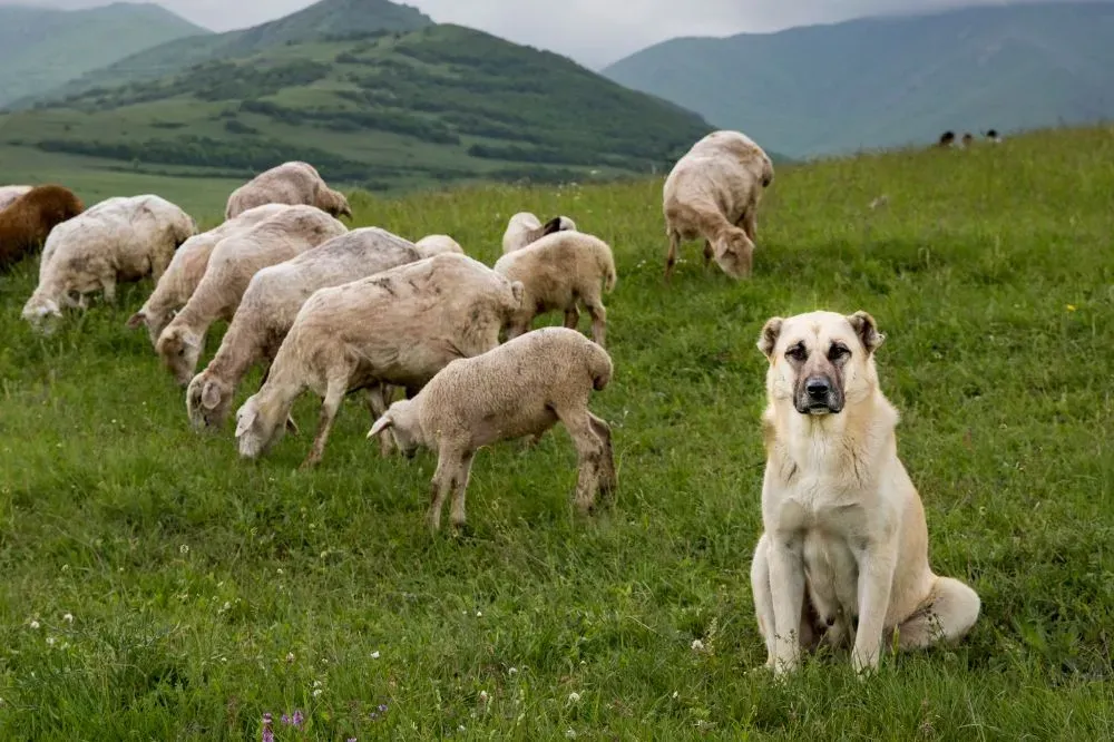 Nutrition adaptée pour le Berger d'Anatolie