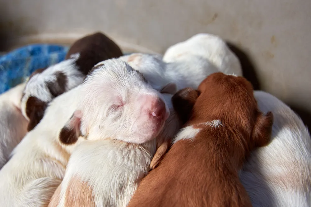 Pourquoi mon chiot nouveau-né ne veut-il pas manger ?