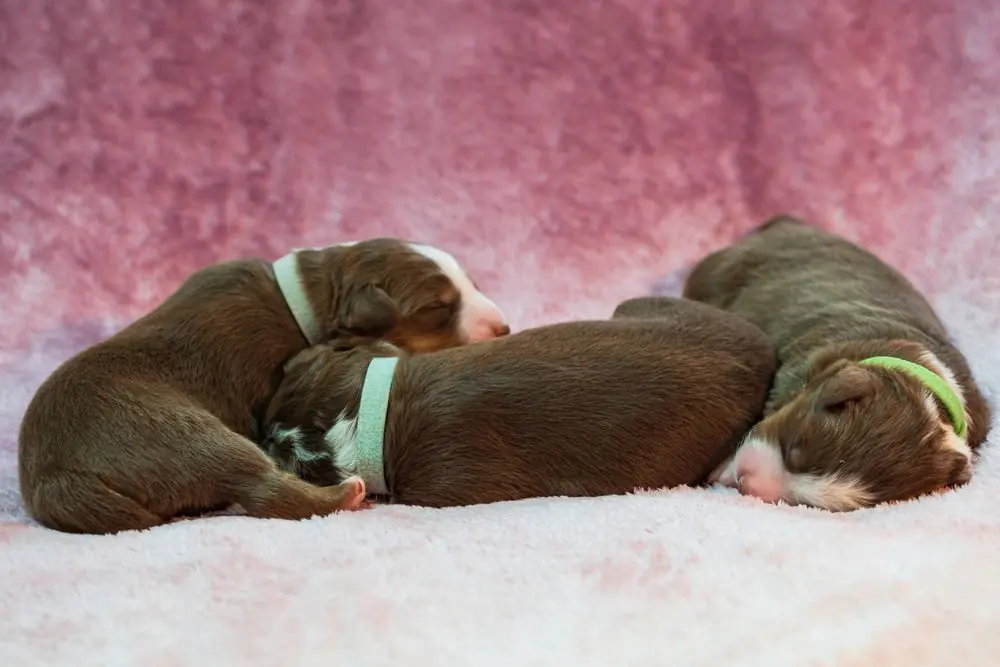Chiots refusant de manger