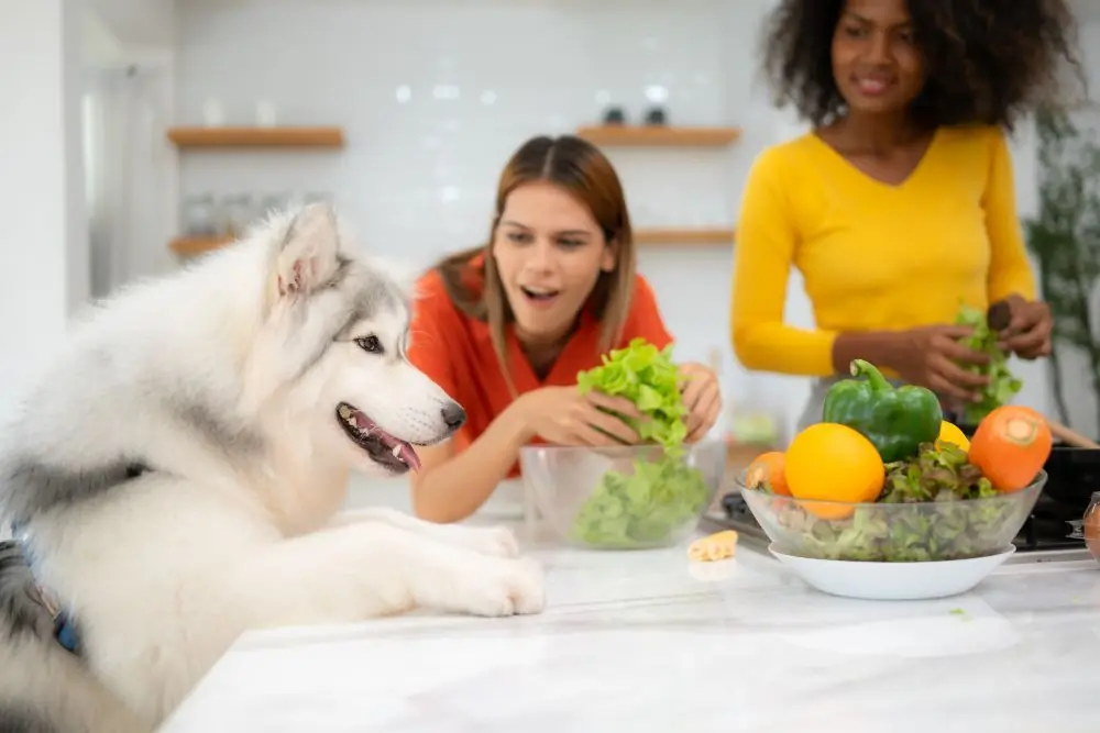 Ajouter des fruits et légumes aux repas des chiens