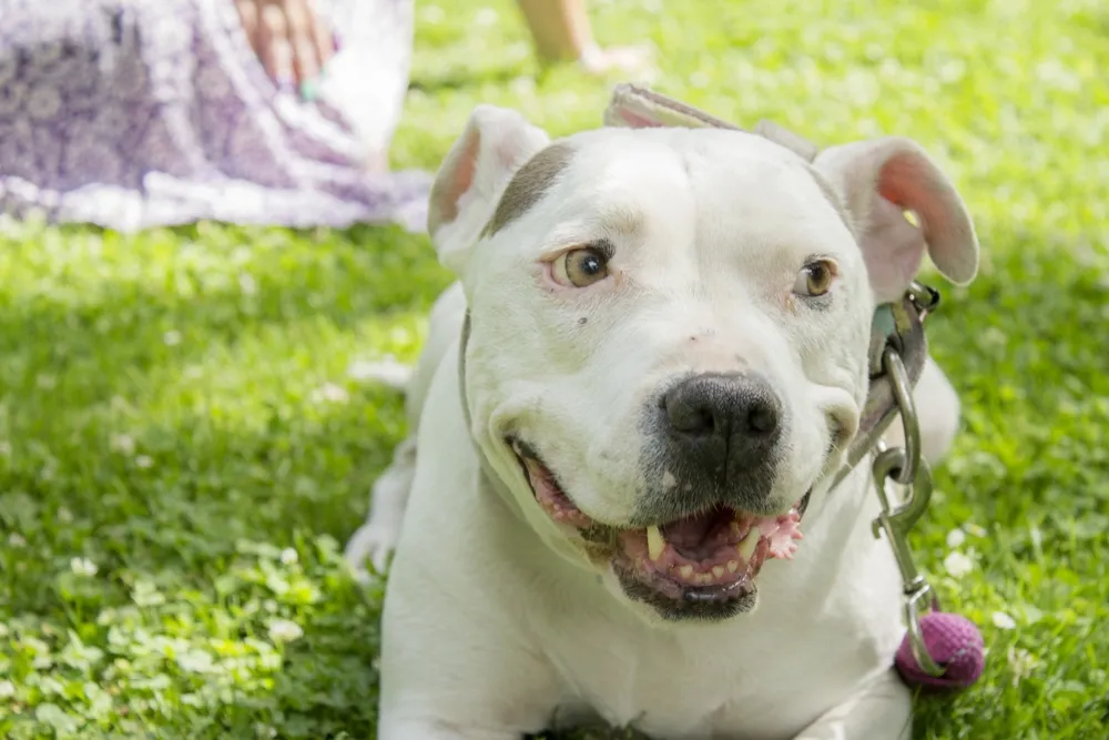 Astuces pour une transition alimentaire réussie chez le chien