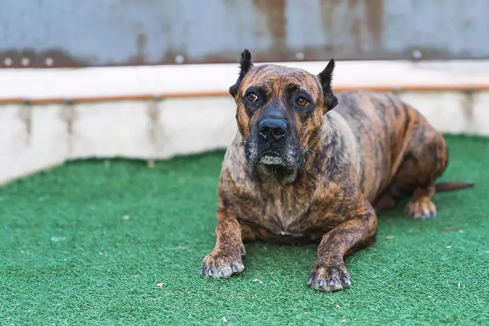 Pourquoi mon chien ne mange pas et ne vomit-il pas ?