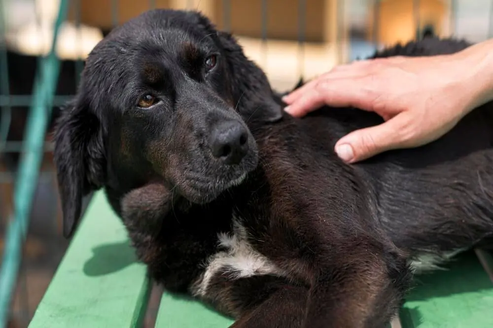 Cane con crisi epilettiche di origine sconosciuta