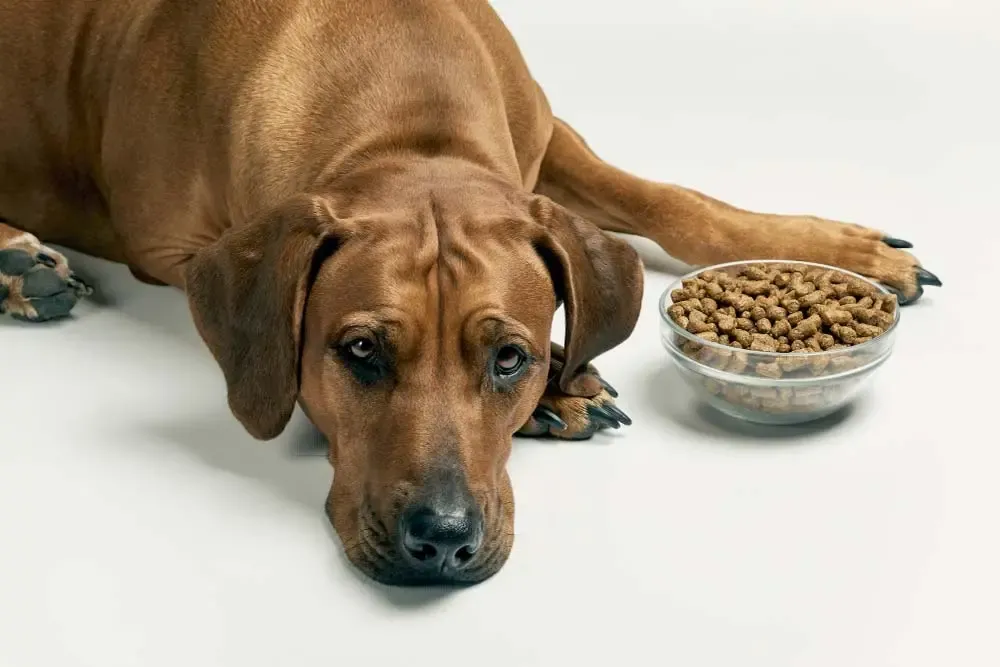 I cani si annoiano delle crocchette? consigli per variare la dieta