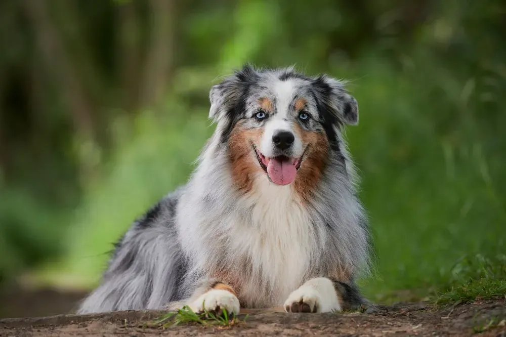 La migliore alimentazione per il Pastore australiano
