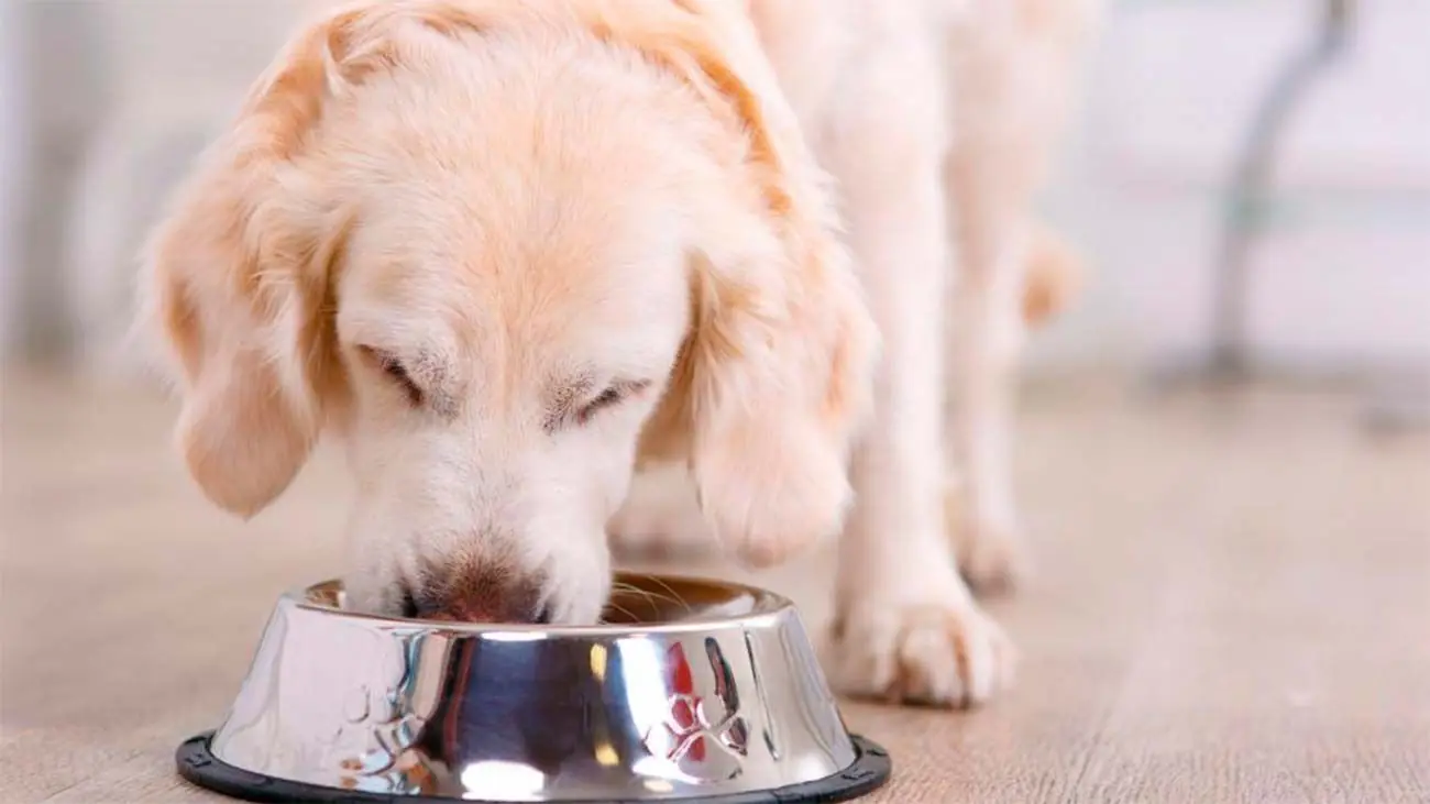 Il mio cane mangia con ansia