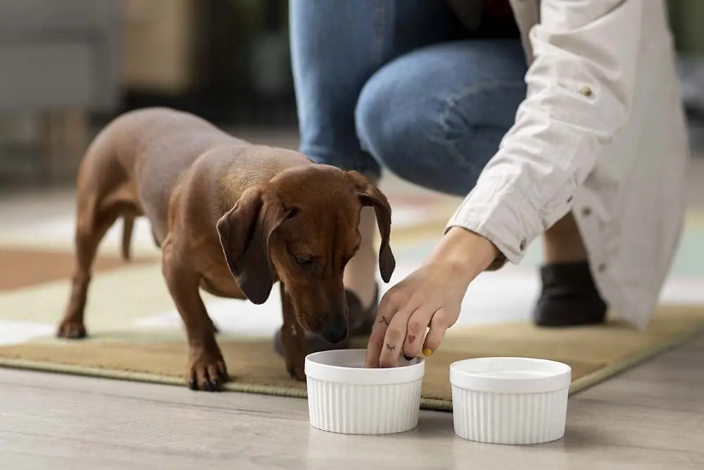 Transition alimentaire progressive