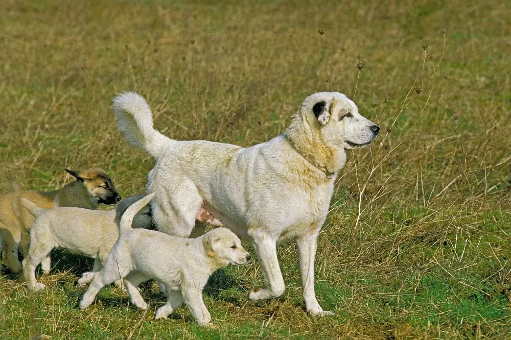 Meilleure alimentation pour le Berger d'Anatolie : guide complet de nourriture naturelle