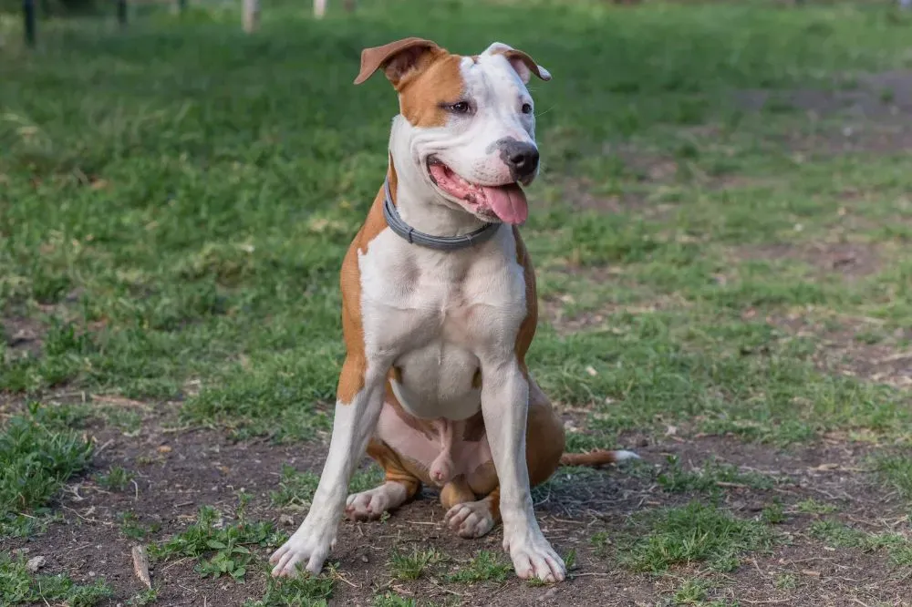 La meilleure alimentation pour le Pit Bull Terrier américain