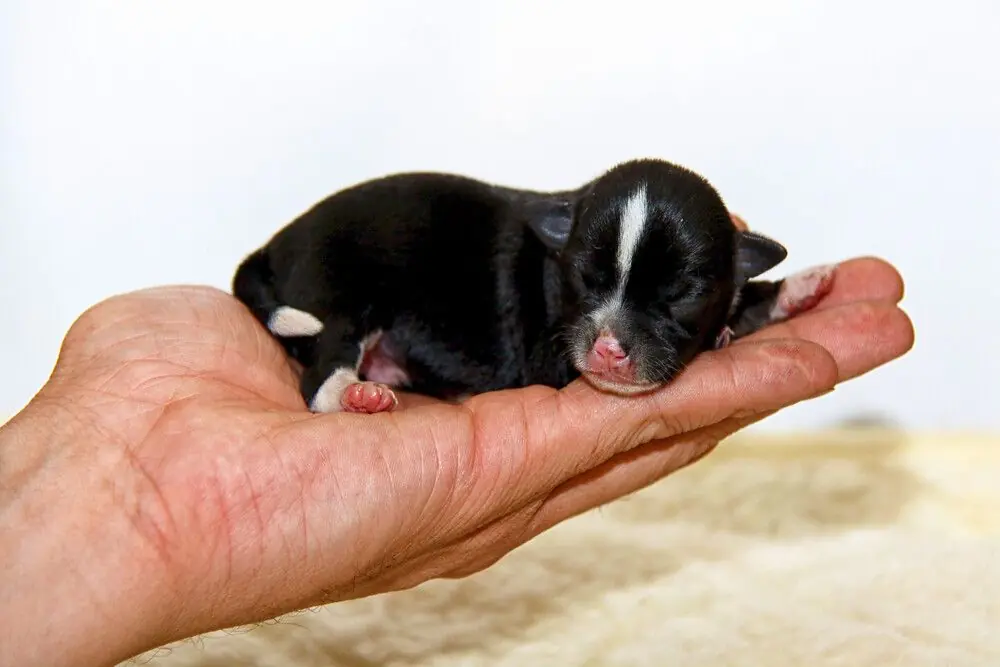 Alimentation pour chiot nouveau-né