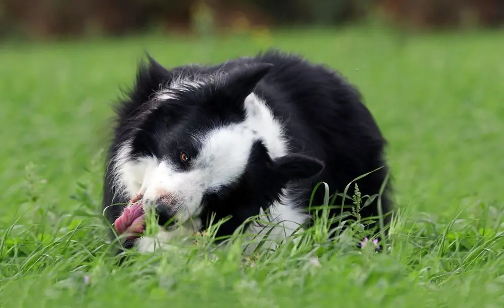 Perché il mio cane mangia l'erba? Possibili cause e quando preoccuparsi