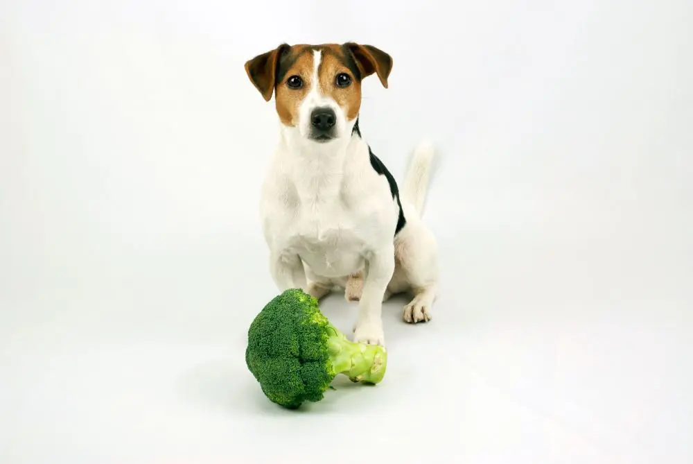 Perche un cane non puo essere vegano