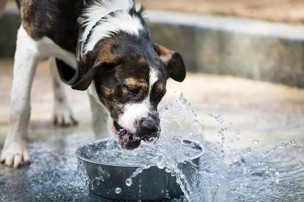 ¿Por qué mi perro bebe mucha agua? - causas y consejos para controlar su consumo