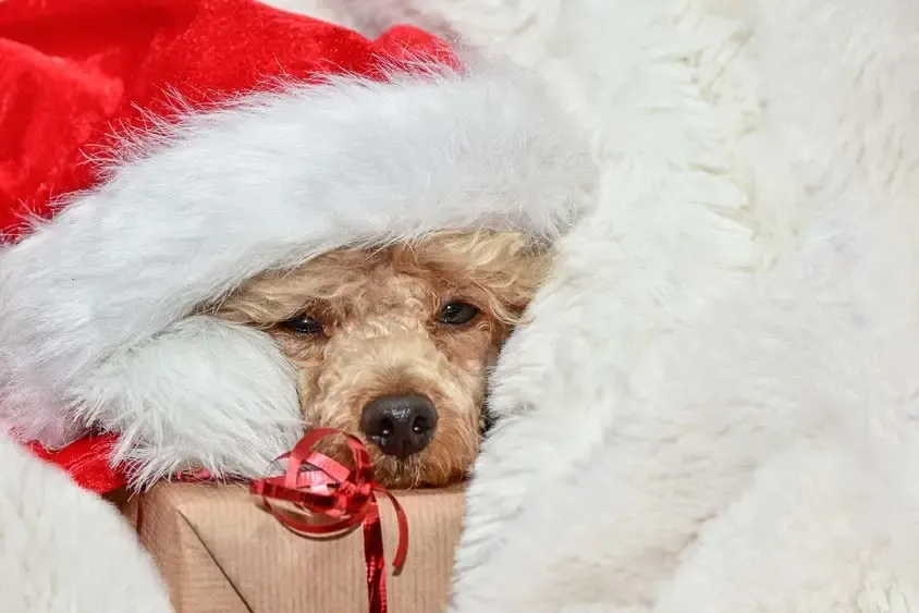 Sensibilité des chiens à certains aliments