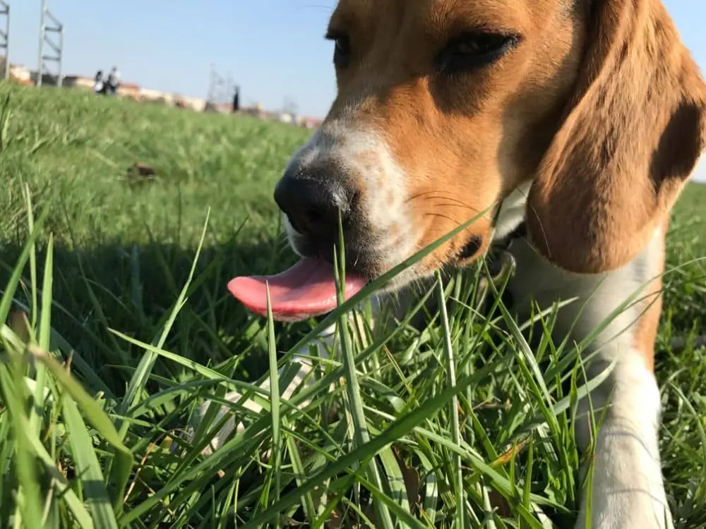 Causes possibles du chien mangeant de l'herbe