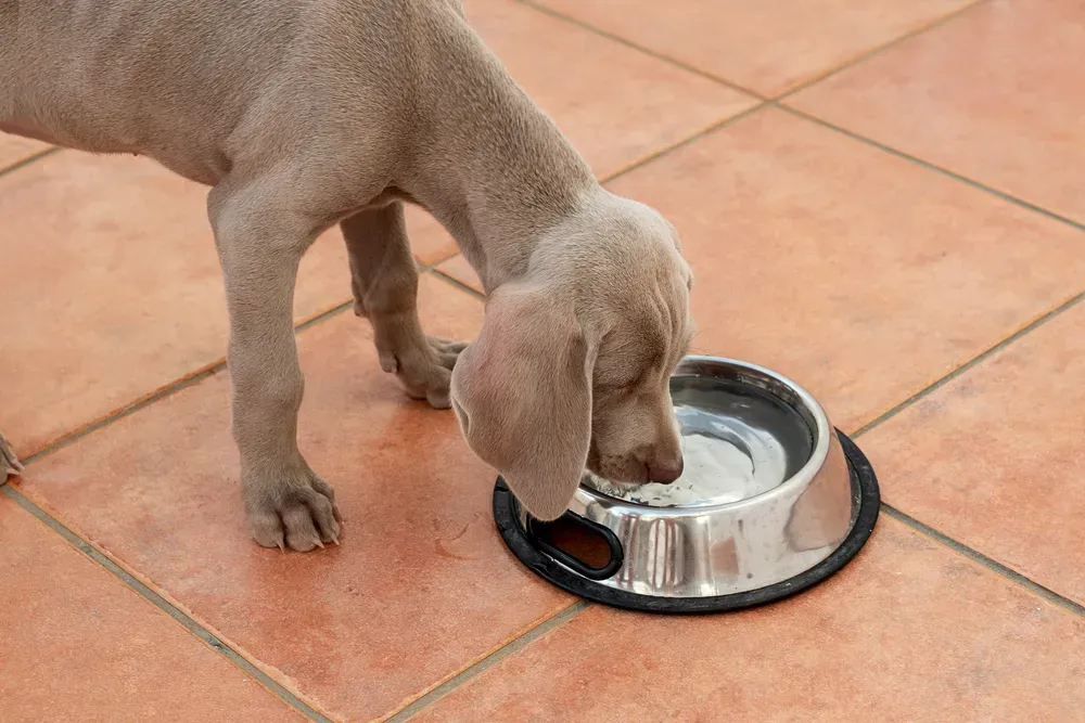 Consumo d'acqua ideale per un cane