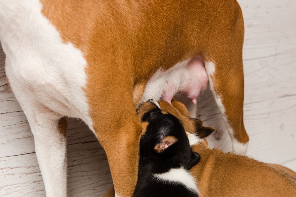 Svezzamento all'alimentazione naturale per cani