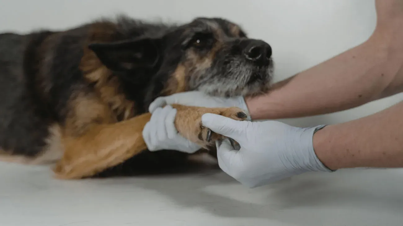 Quâest-ce que lâĂ©pilepsie idiopathique et comment une alimentation naturelle y contribue-t-elle ?