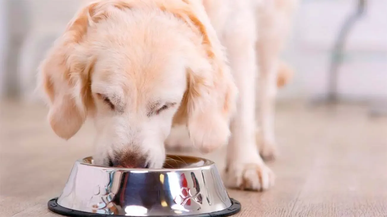 Mon chien mange avec avidité : qu'est-ce que l'hyperphagie et comment la corriger 