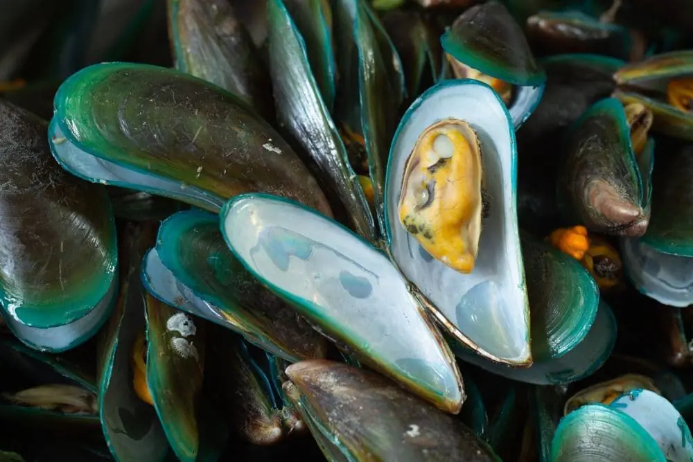 Bienfaits de la moule à lèvre verte