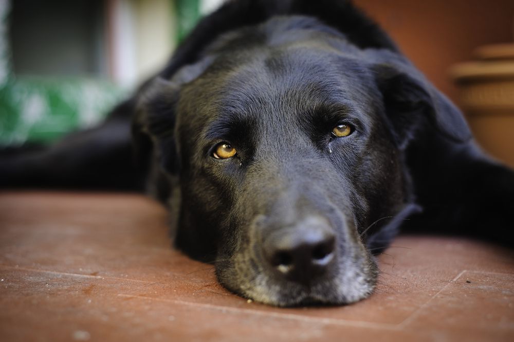 Chien qui refuse de manger