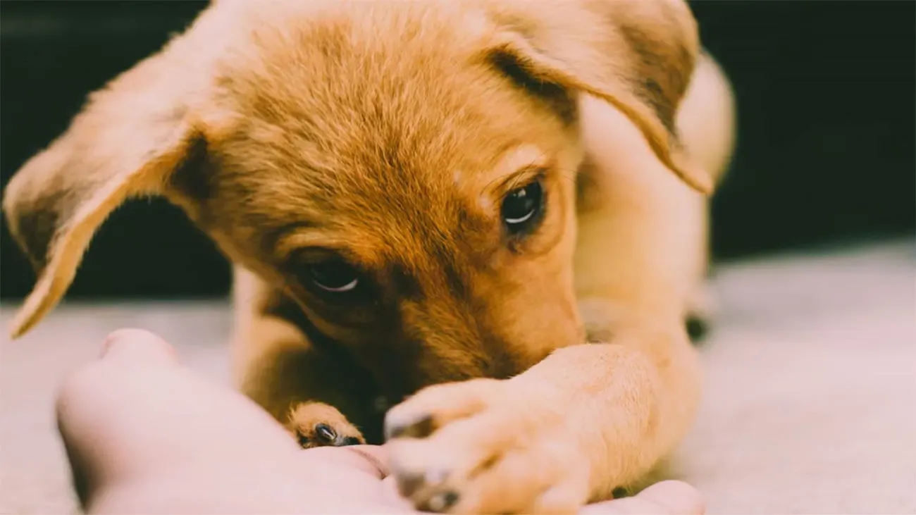 Sevrage vers une alimentation naturelle