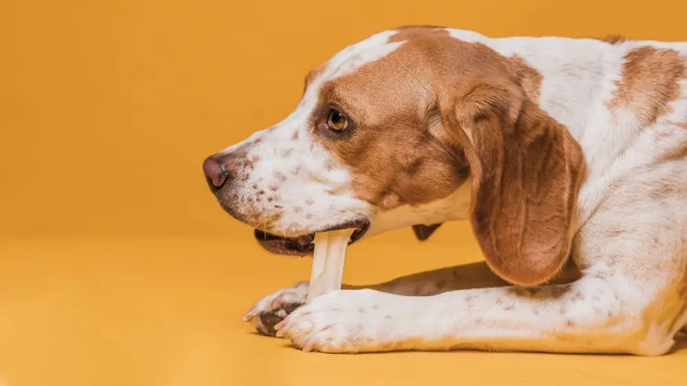 Spuntini naturali per il cane
