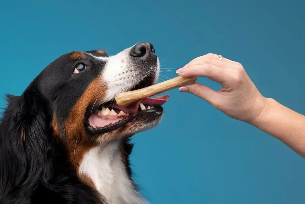 Snack sani per il tuo cane